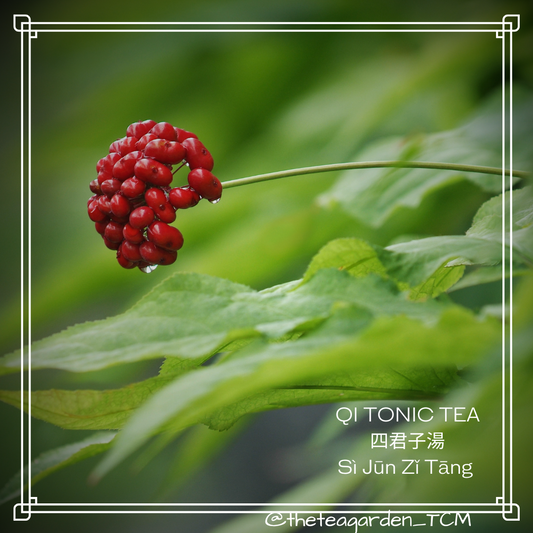 Qi Tonic Tea (Si Jun Zi Tang) with Ginseng, Bai Zhu, Poria (Fu LIng) and honey-Licorice for tonifying Qi, relieving fatigue, strengthening energy and supporting digestion